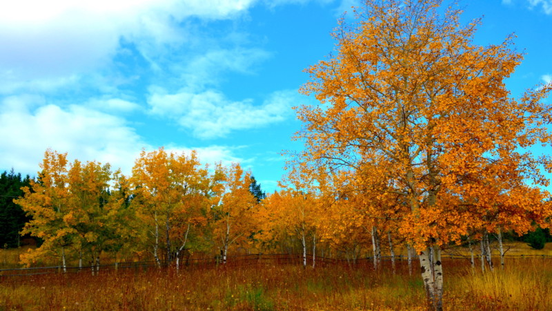 Fall colours at Chimney Lake Fall colours at Chimney Lake