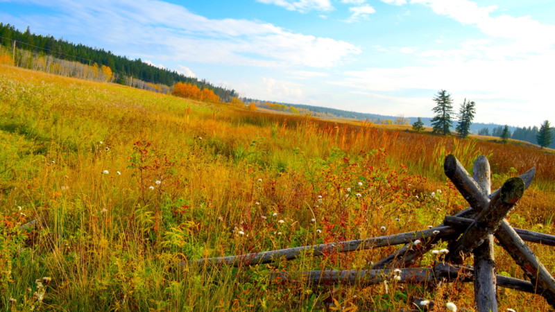 Meadow at Felker lake Meadow at Felker lake